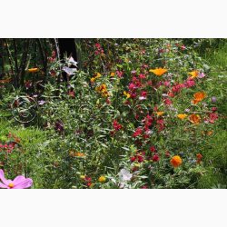 Lngeblomstrende blomstermiks (min 2 gram fr + 2 gram overpacked )