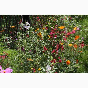 Lngeblomstrende blomstermiks (min 2 gram fr + 2 gram overpacked )