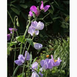 Fr, Lathyrus odoratus mix - rteblomst mix