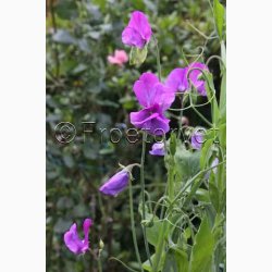 Fr, Lathyrus odoratus mix - rteblomst mix