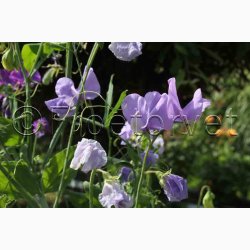 Fr, Lathyrus odoratus mix - rteblomst mix