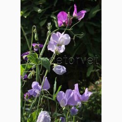 Fr, Lathyrus odoratus mix - rteblomst mix