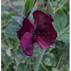Blomsterfr Lathyrus odoratus Royal Maroon - rteblomst (30+20 fr)