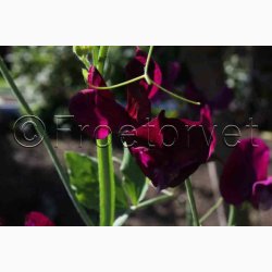 Blomsterfr Lathyrus odoratus Royal Maroon - rteblomst (30+20 fr)