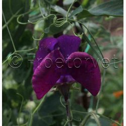 Blomsterfr Lathyrus odoratus Royal Maroon - rteblomst (30+20 fr)