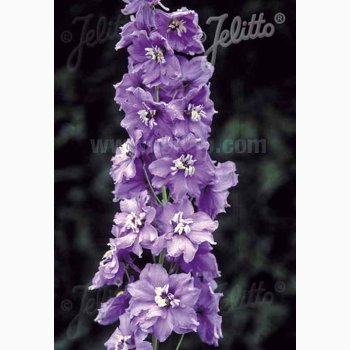 Delphinium pacific Hybrid Magic Fountains Lavender, White bee- Ridderspore (20 fr)
