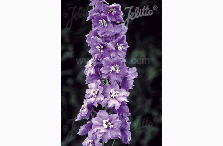 Delphinium pacific Hybrid Magic Fountains Lavender, White bee- Ridderspore (20 fr)