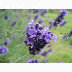 Lavandula augustifolia (V)- gte lavendel (ca. 200 fr)