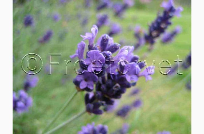 Lavandula augustifolia - Lavendel (P)