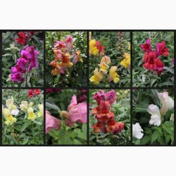 L�vemund � Antirrhinum majus �Frosted Flames Mix� � Fr� (r�kker til ca. 2 m)