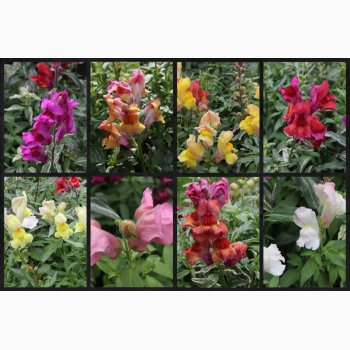 L�vemund � Antirrhinum majus �Frosted Flames Mix� � Fr� (r�kker til ca. 2 m)