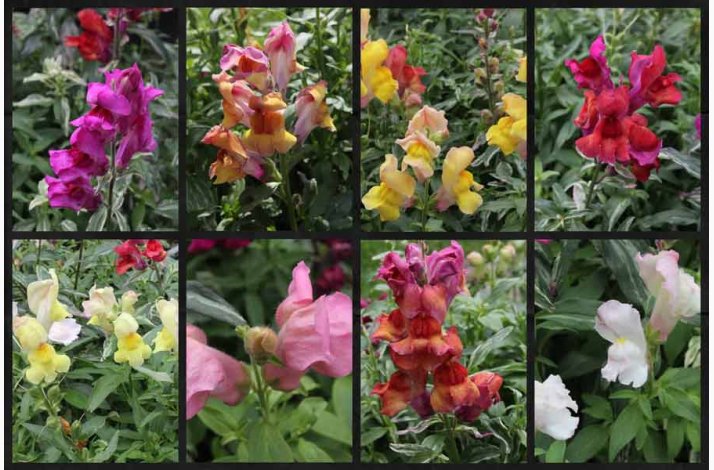 L�vemund � Antirrhinum majus �Frosted Flames Mix� � Fr� (r�kker til ca. 2 m)