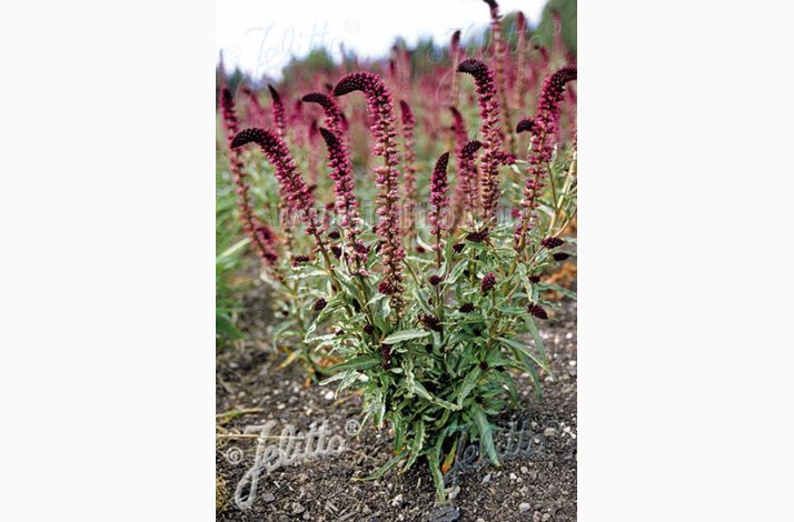 Lysimachia atropurpurea Beaujolais- Fredls (50 fr)
