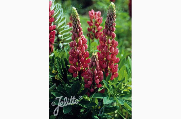 LUPINUS Hybrids Russell Band of Nobles Series My Castle - Staudelupin. (20 fr)