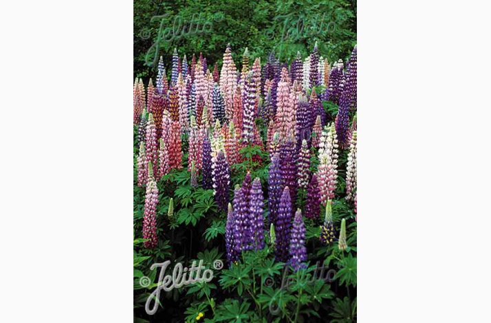 LUPINUS Hybrids Russell Band of Nobles Series Russell mixtures - Staudelupin (20 fr)