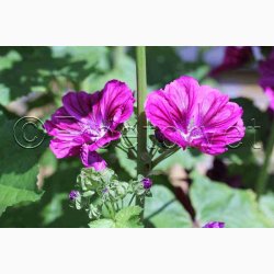 kologisk Katost, Mauretansk (min. 75 fr)