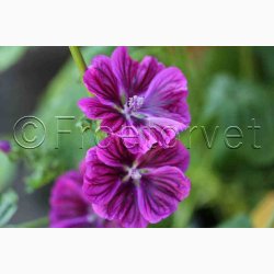 kologisk Katost, Mauretansk (min. 75 fr)