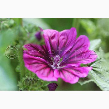 kologisk Katost, Mauretansk (min. 75 fr)