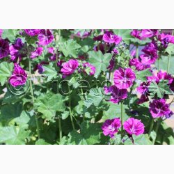 kologisk Katost, Mauretansk (min. 75 fr)