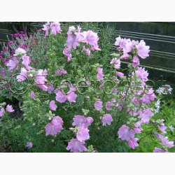 Moskus mallow fr SPERLI's Rosa