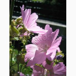 Moskus mallow fr SPERLI's Rosa