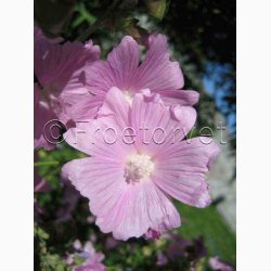 Moskus mallow fr SPERLI's Rosa