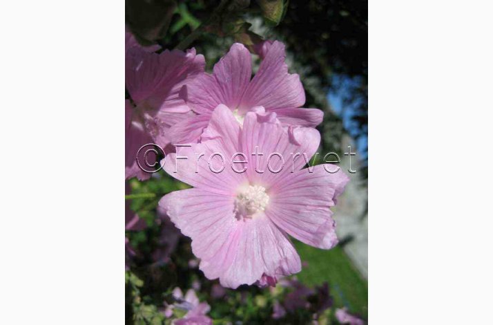 Moskus mallow fr SPERLI's Rosa