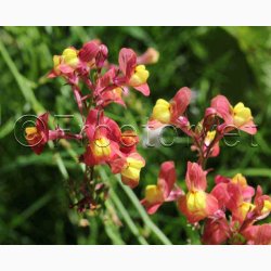 Blomstermiks til Mariehns (min 2 gram fr + 2 gram overpacked )