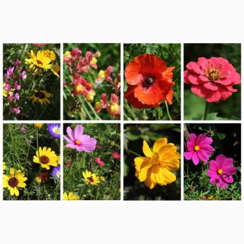 Blomstermiks til Mariehns (min 2 gram fr + 2 gram overpacked )