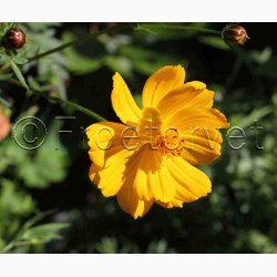 Blomstermiks til Mariehns (min 2 gram fr + 2 gram overpacked )