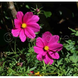 Blomstermiks til Mariehns (min 2 gram fr + 2 gram overpacked )