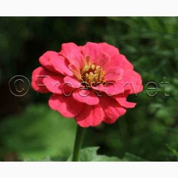 Blomstermiks til Mariehns (min 2 gram fr + 2 gram overpacked )