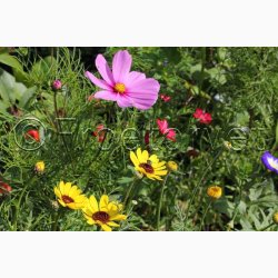 Blomstermiks til Mariehns (min 2 gram fr + 2 gram overpacked )