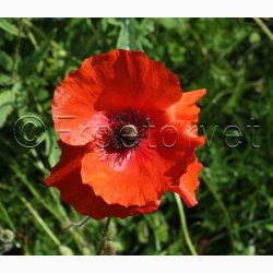 Blomstermiks til Mariehns (min 2 gram fr + 2 gram overpacked )