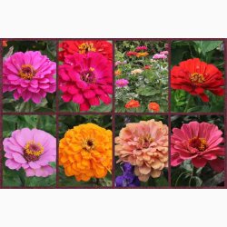 Frkenhat, blanding, California (min. 50 fr)