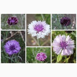 Blomsterfr Centaurea cyanus Classic Magic- Kornblomst (ca. 150 fr)