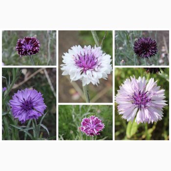 Blomsterfr Centaurea cyanus Classic Magic- Kornblomst (ca. 150 fr)