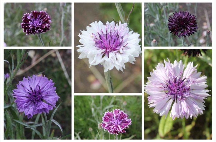 Blomsterfr Centaurea cyanus Classic Magic- Kornblomst (ca. 150 fr)