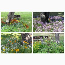 Blomstermiks til blomsterfattige omrder - til skyggefulde omrder, ved trfoden, langs muren