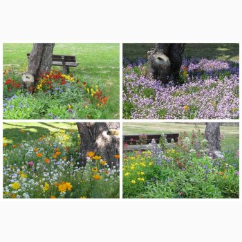 Blomstermiks til blomsterfattige omrder - til skyggefulde omrder, ved trfoden, langs muren