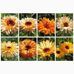 Morgenfrue Playtime mix ( min.10 fr)