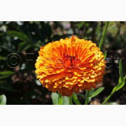 Morgenfrue, blanding (P), Citrus (min. 70 fr)