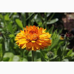 Morgenfrue, blanding (P), Citrus (min. 70 fr)