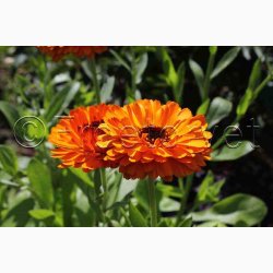 Morgenfrue, blanding (P), Citrus (min. 70 fr)