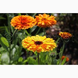 Morgenfrue, blanding (P), Citrus (min. 70 fr)