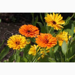 Morgenfrue, blanding (P), Citrus (min. 70 fr)