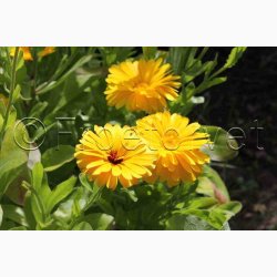 Morgenfrue, blanding (P), Citrus (min. 70 fr)