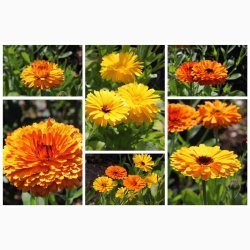 Morgenfrue, blanding (P), Citrus (min. 70 fr)