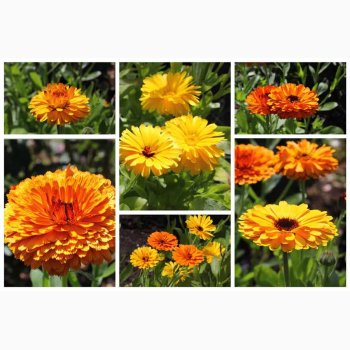 Morgenfrue, blanding (P), Citrus (min. 70 fr)