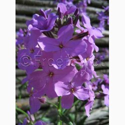 Hesperis matronalis - Violette Matronenblume - Natviol Violette